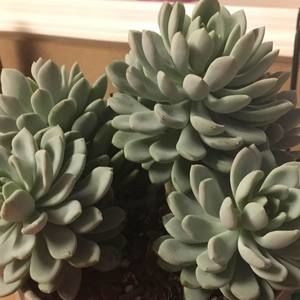 Meet your Posher, Hope